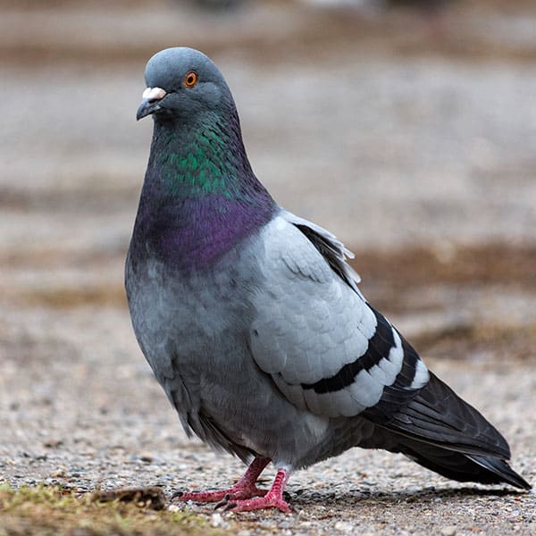 birds-control-2